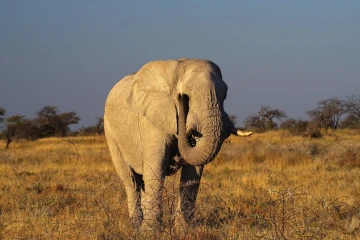 elefant bulle3