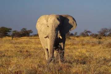 elefant bulle4