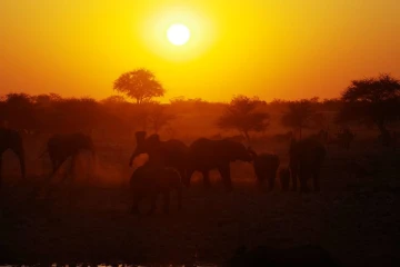 elefanten sonnenuntergang1