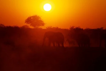 elefanten sonnenuntergang2