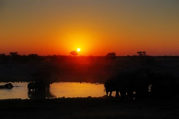 elefanten sonnenuntergang3