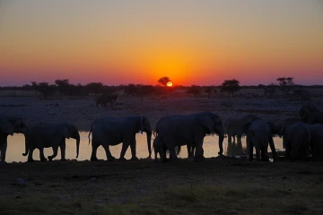 elefanten sonnenuntergang5