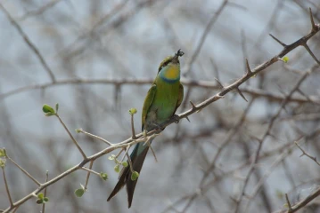 etosha bienenfresser schwalbenschwanzspint 