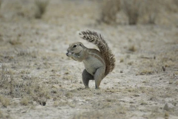 etosha erdhoernchen