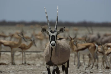 etosha gemsbokvlakte oryx
