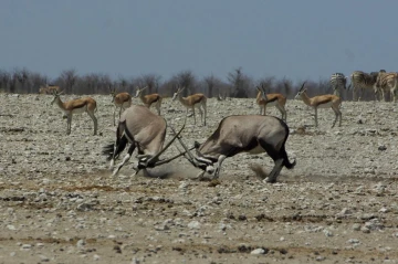 etosha gemsbokvlakte oryx kampf