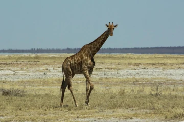 etosha giraffe