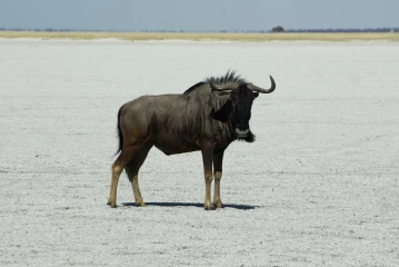 etosha gnu