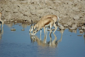 etosha okaukuejo springbock