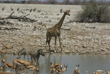 etosha okaukuejo springbock giraffe zebra