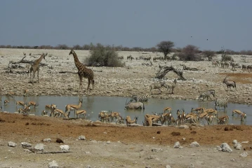 etosha okaukuejo springbock giraffe zebra oryx