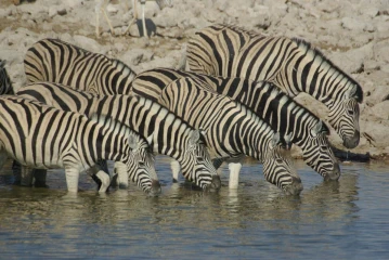 etosha okaukuejo zebra