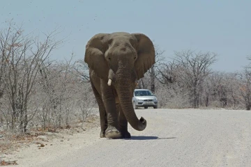 etosha rietfontein elefant strasse