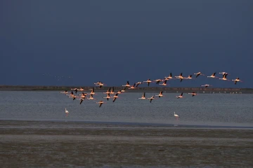 flamingos flug