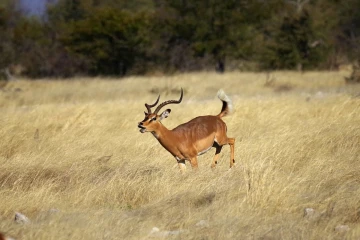 impalas2