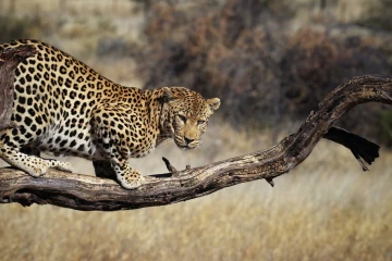 leopard1