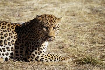 leopard2
