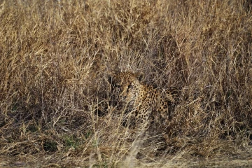leopard3