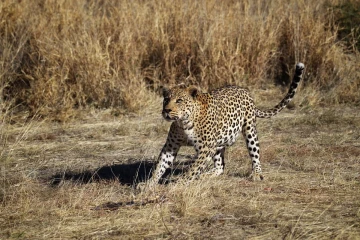 leopard4
