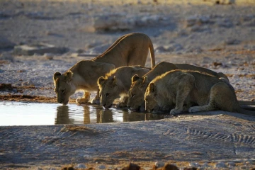 loewen trinken