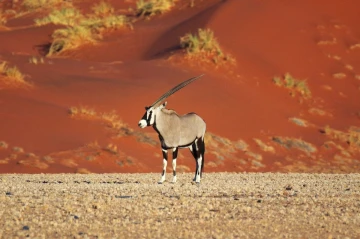 oryx sand