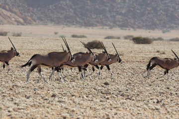 oryx2