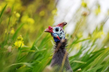 perlhuhn1