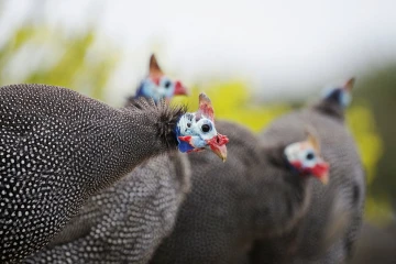 perlhuhn2