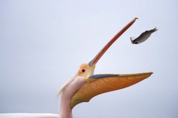 rosapelikan2