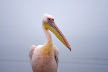 rosapelikan4