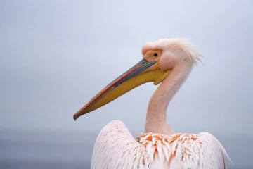 rosapelikan5