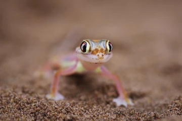 sandgecko