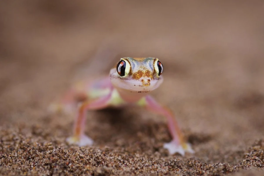 sandgecko