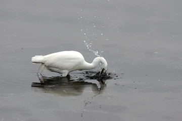 seidenreiher fischt1