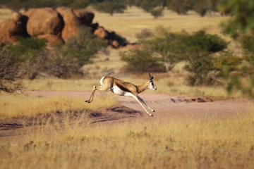 springbock2