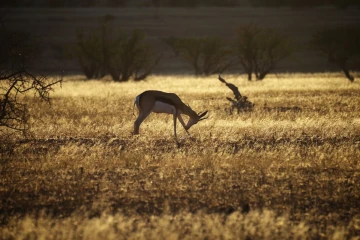 springbock6