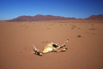 tote oryx2