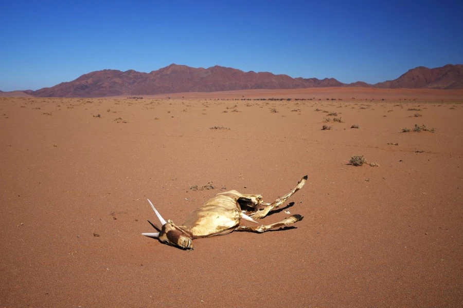 tote oryx2