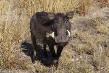 warzenschwein