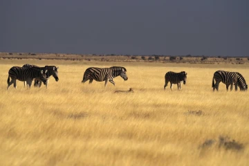 zebra gras