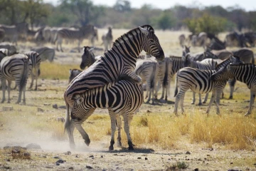 zebra spiele1