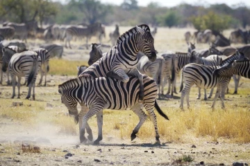 zebra spiele2