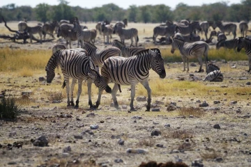 zebra spiele3