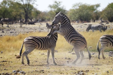 zebra spiele4
