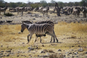zebra spiele5