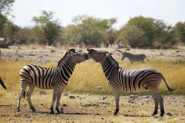 zebra spiele6
