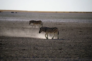 zebra staub