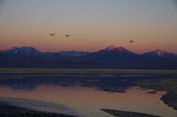 chaxa lagoa atacama7