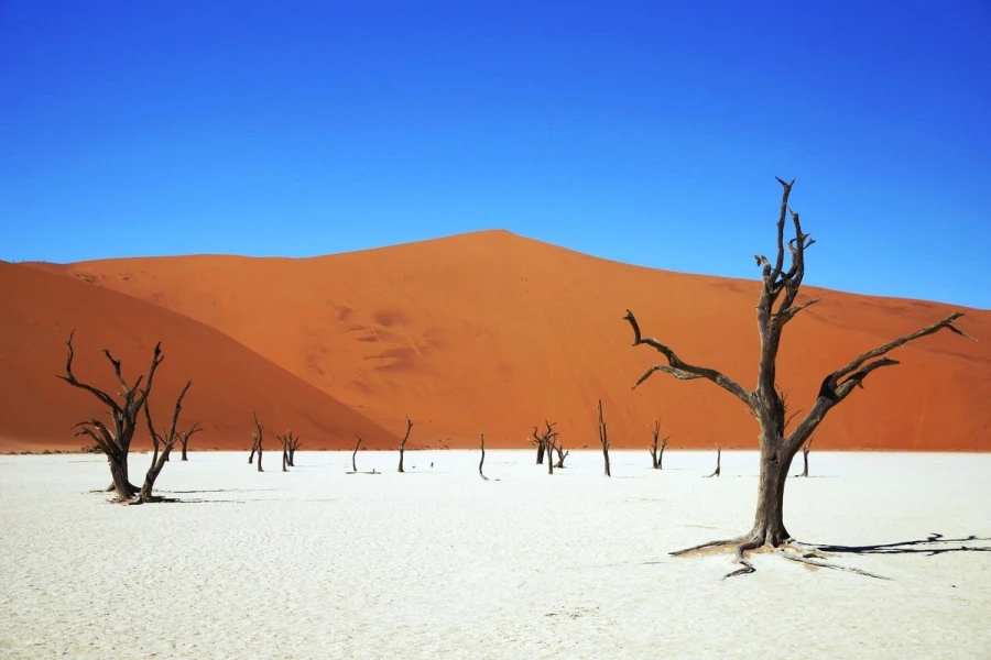 deadvlei4