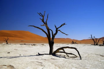 deadvlei5